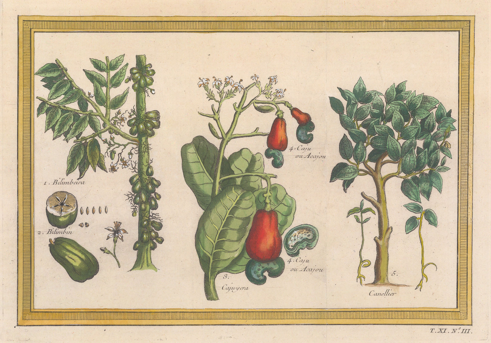 Jacques-Nicolas Bellin, Cinnamon, Bilimbeira, and Cashew, 1753