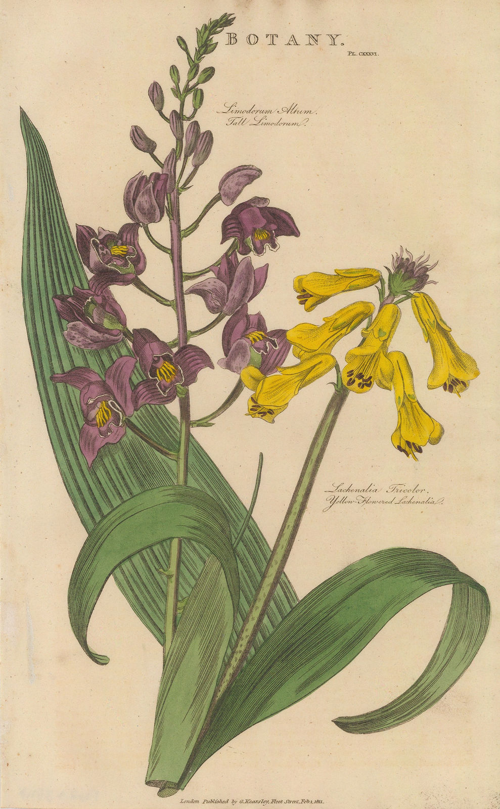 John Good, Limodorum and Lachenalia, 1813