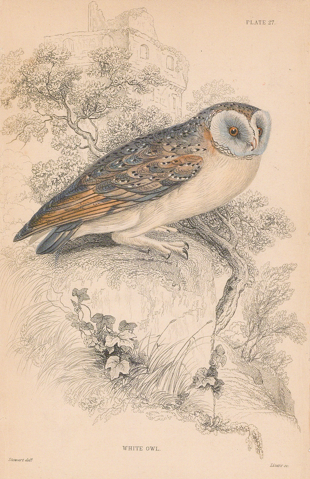 Sir William Jardine, Owl - White or Barn Owl, 1838
