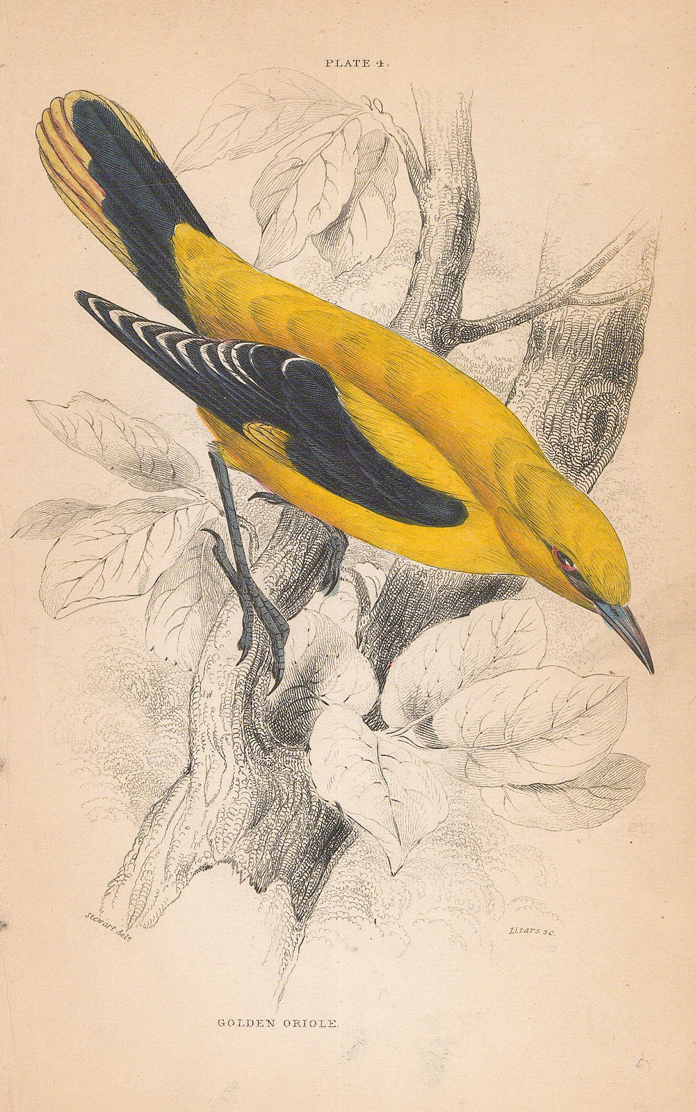 Sir William Jardine, Golden oriole, 1866