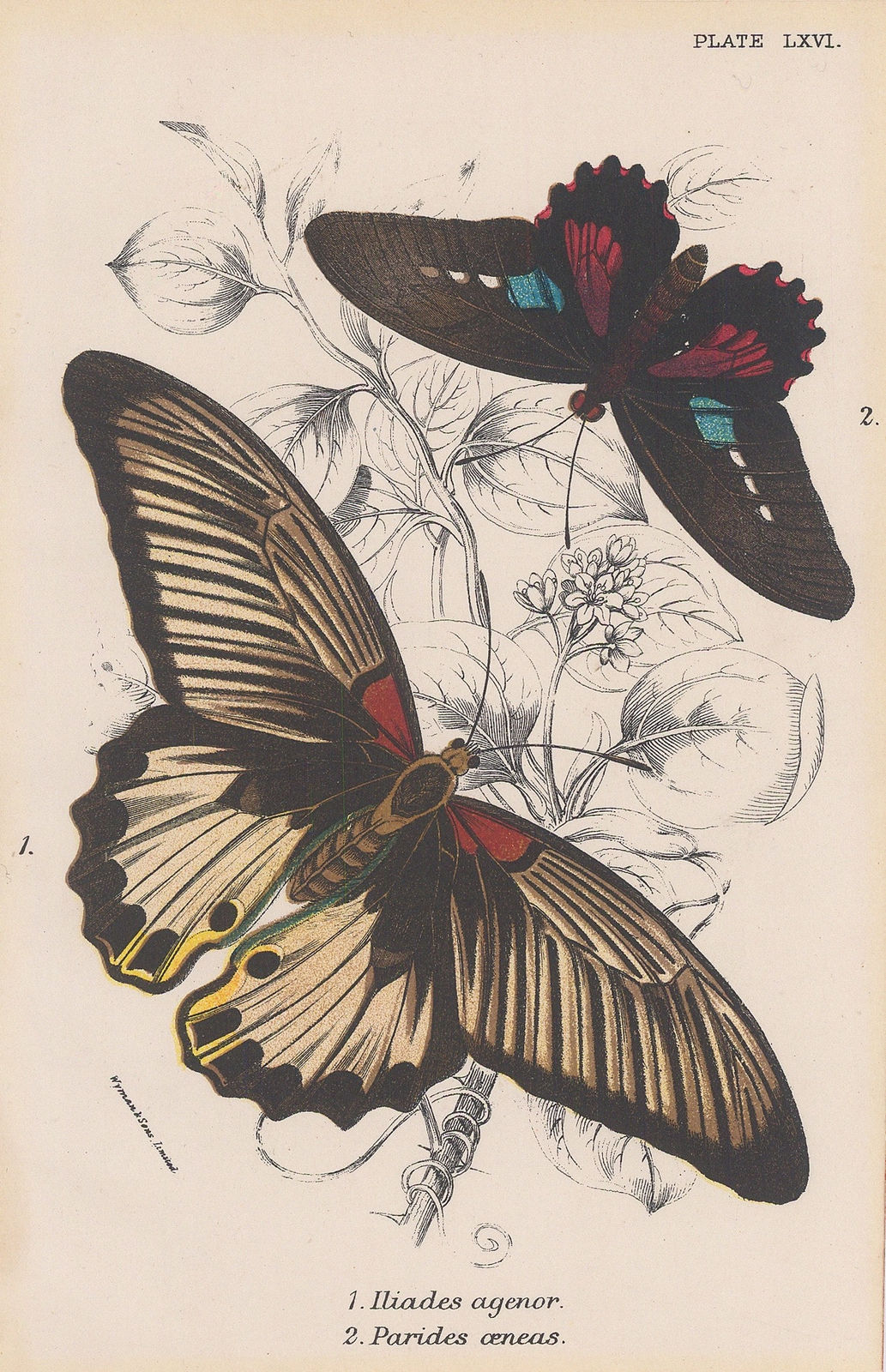 John & William Lizars, Butterflies - Iliades agenor and Parides oeneas, 1840 c.