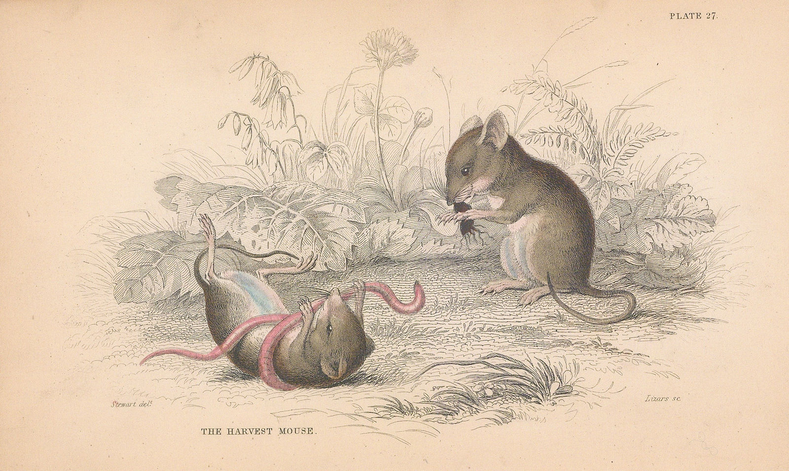 Sir William Jardine, Mouse - Harvest Mouse, 1838