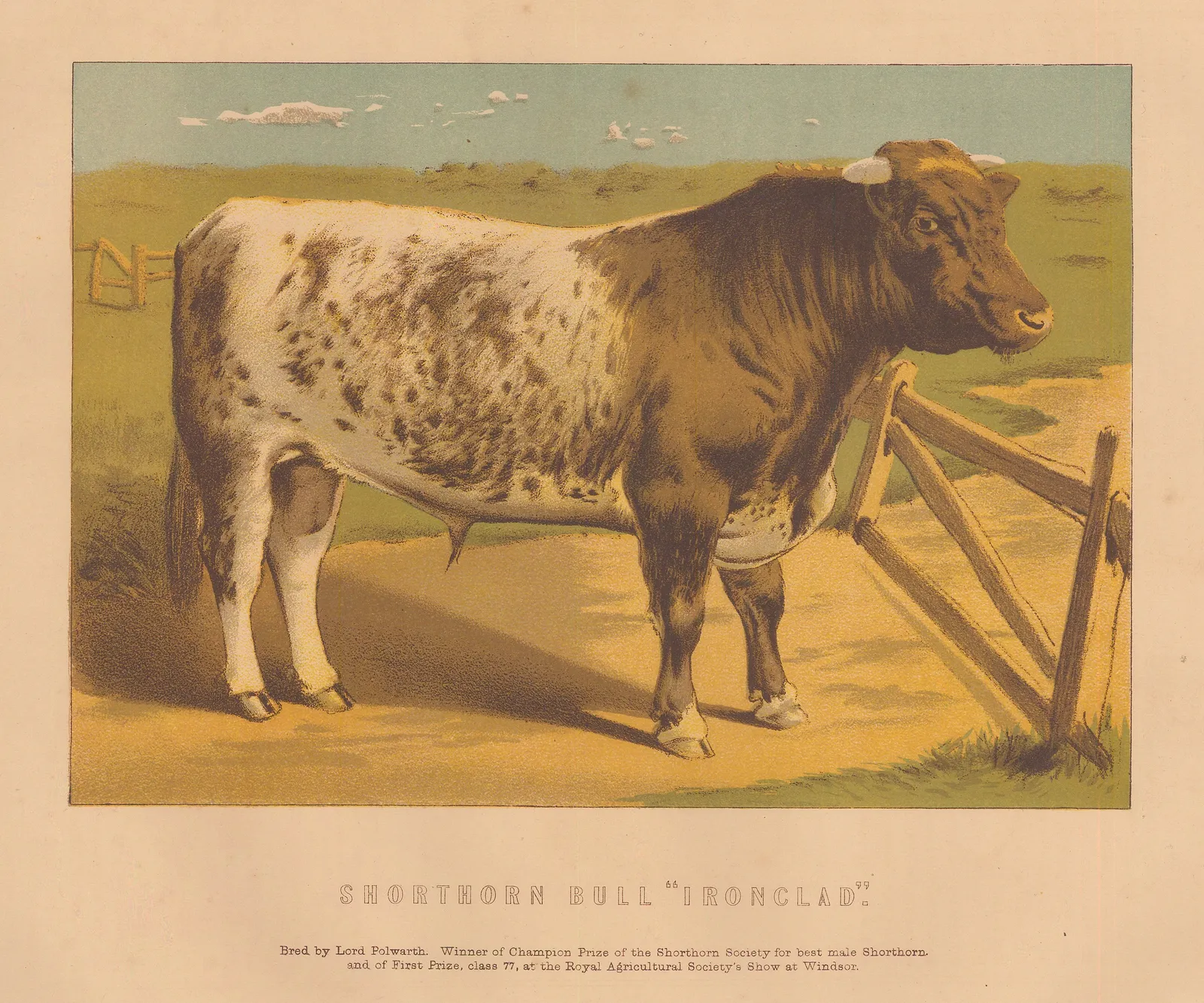 William Mackenzie, Cattle - Shorthorn Bull, 1887 c.