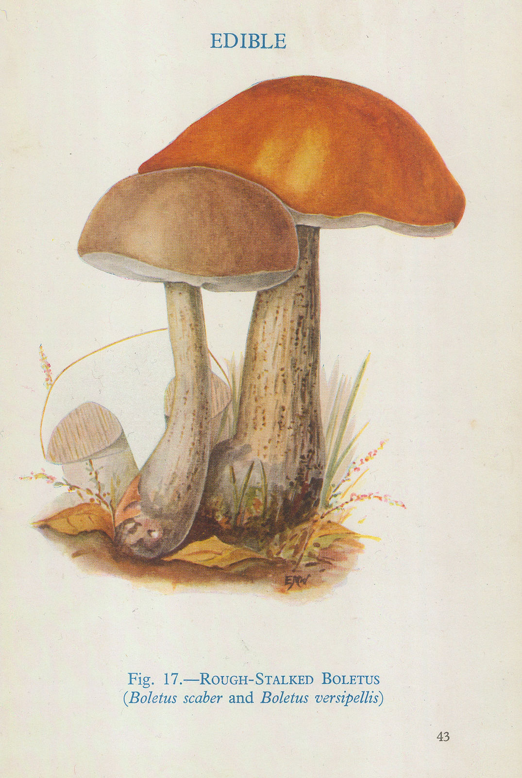 Thomas Formann, Mushrooms - Rough-stalked Boletus, 1947