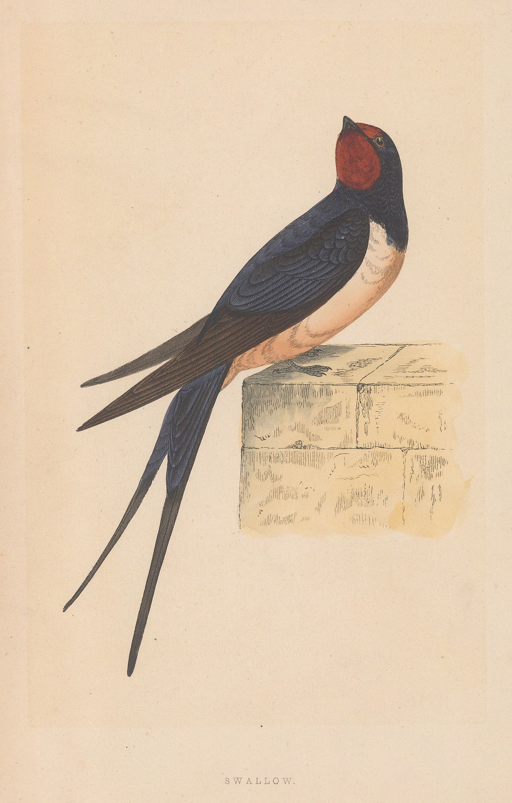 Rev. Francis Orpen Morris, Swallow - Barn Swallow, 1855