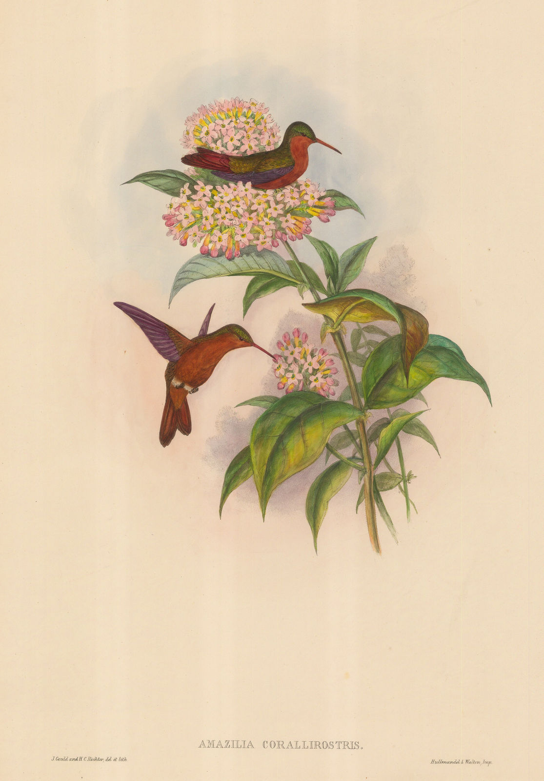 John Gould, Hummingbird - Cinnamon Hummingbird, 1860 c.
