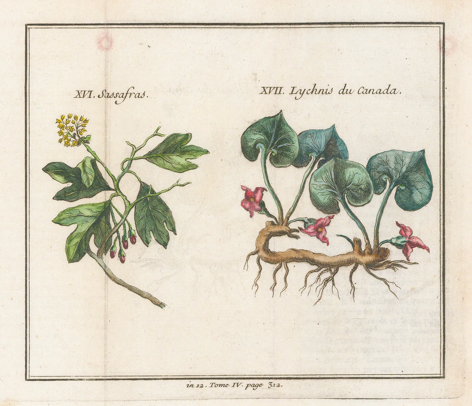 Nicholas Bellin, Sassafras & Canadian snakeroot , 1753