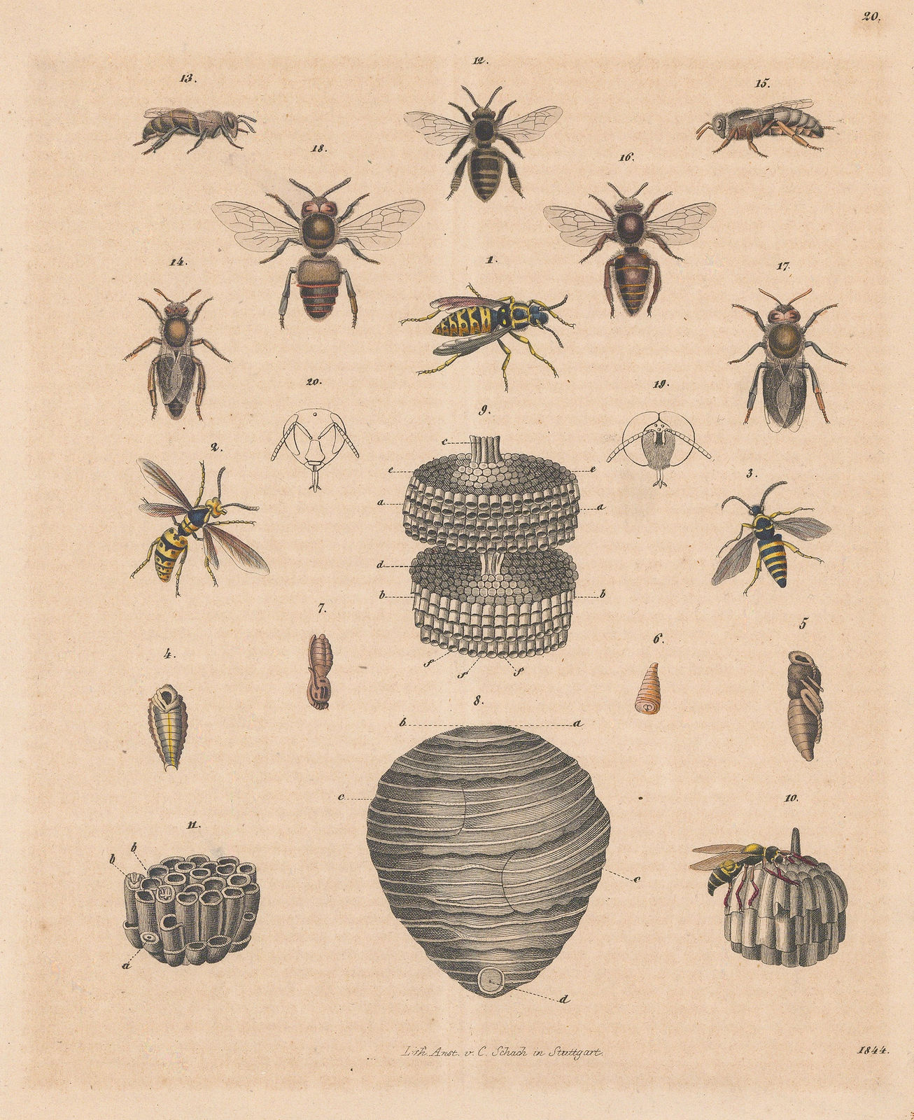 Carl Hoffmann, Wasps - Common and Wall Mason wasps, 1844