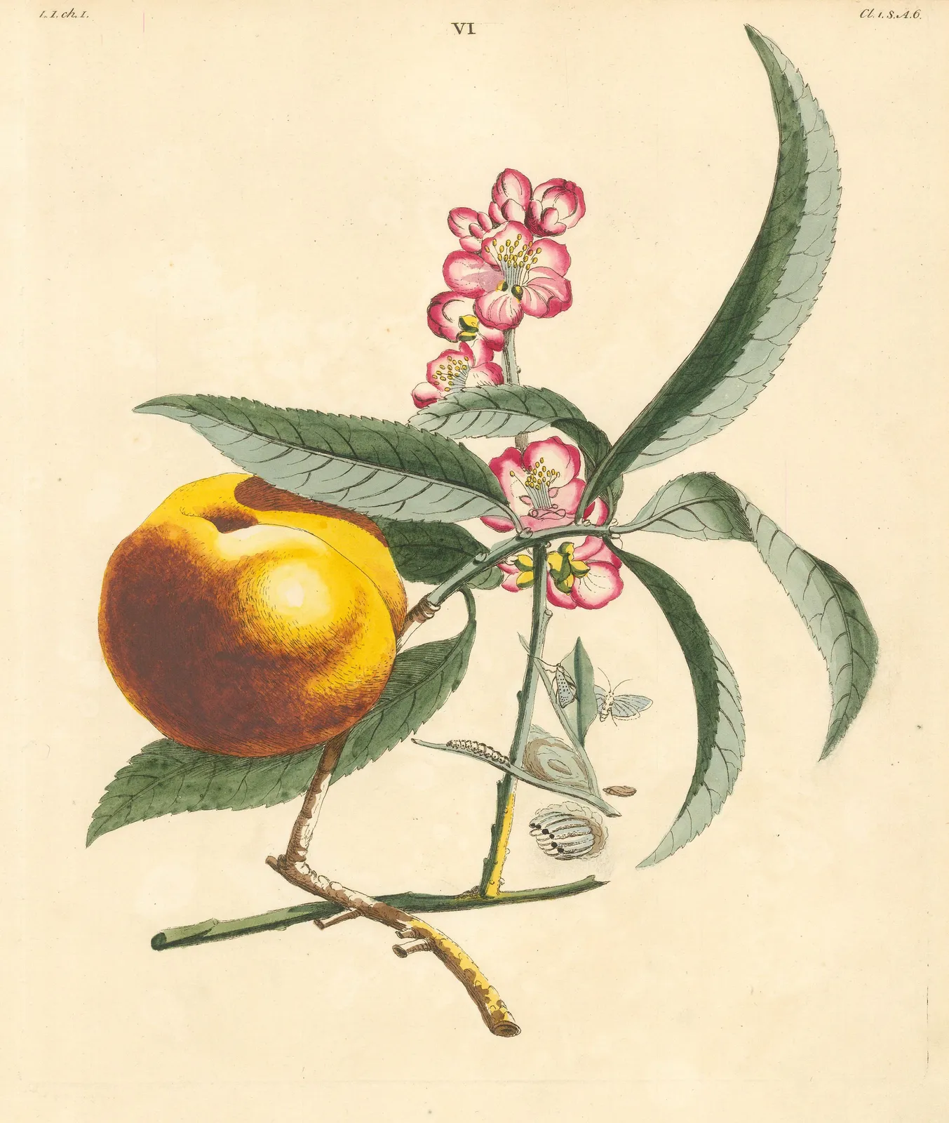 Benjamin Wilkes, Peach - Orange Peach, 1773