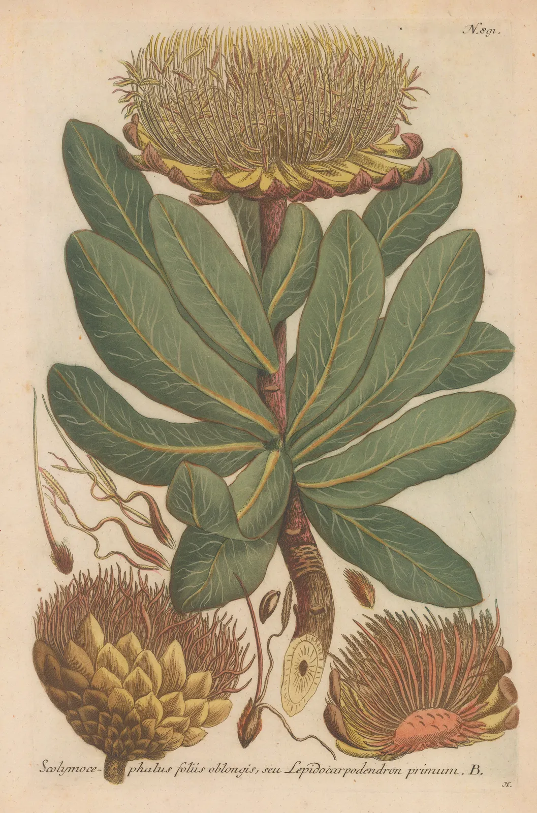 Johann Weinmann, Vegetables - Globe Artichoke, 1745