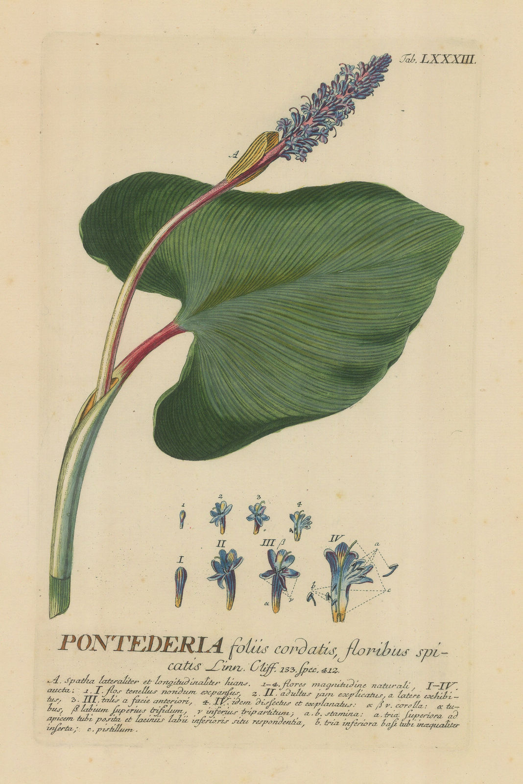 George Dionysus Ehret, Pickerelweed, 1752