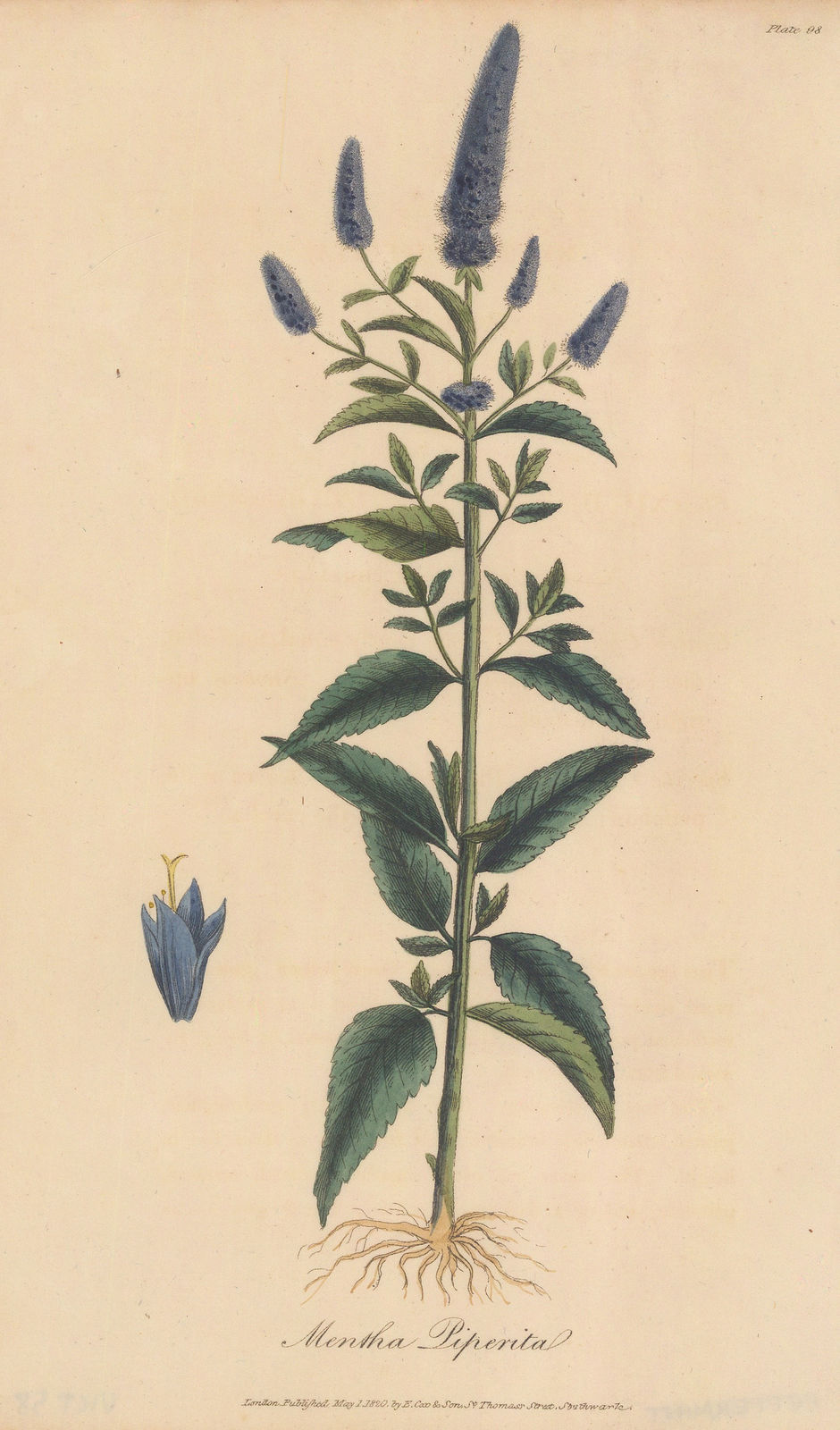 E. Cox & Son, Peppermint, 1821