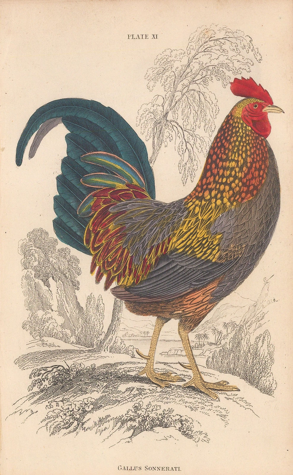 Sir William Jardine, Junglefowl - Indian Grey Junglefowl, 1843