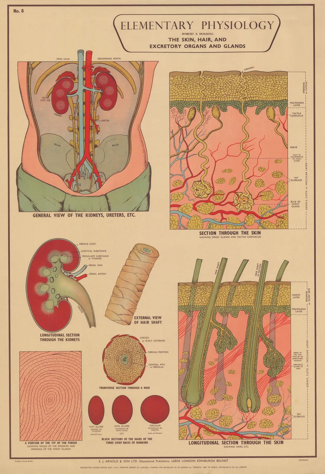 Robert Holding, Anatomy - Skin and Hair, 1929 c.