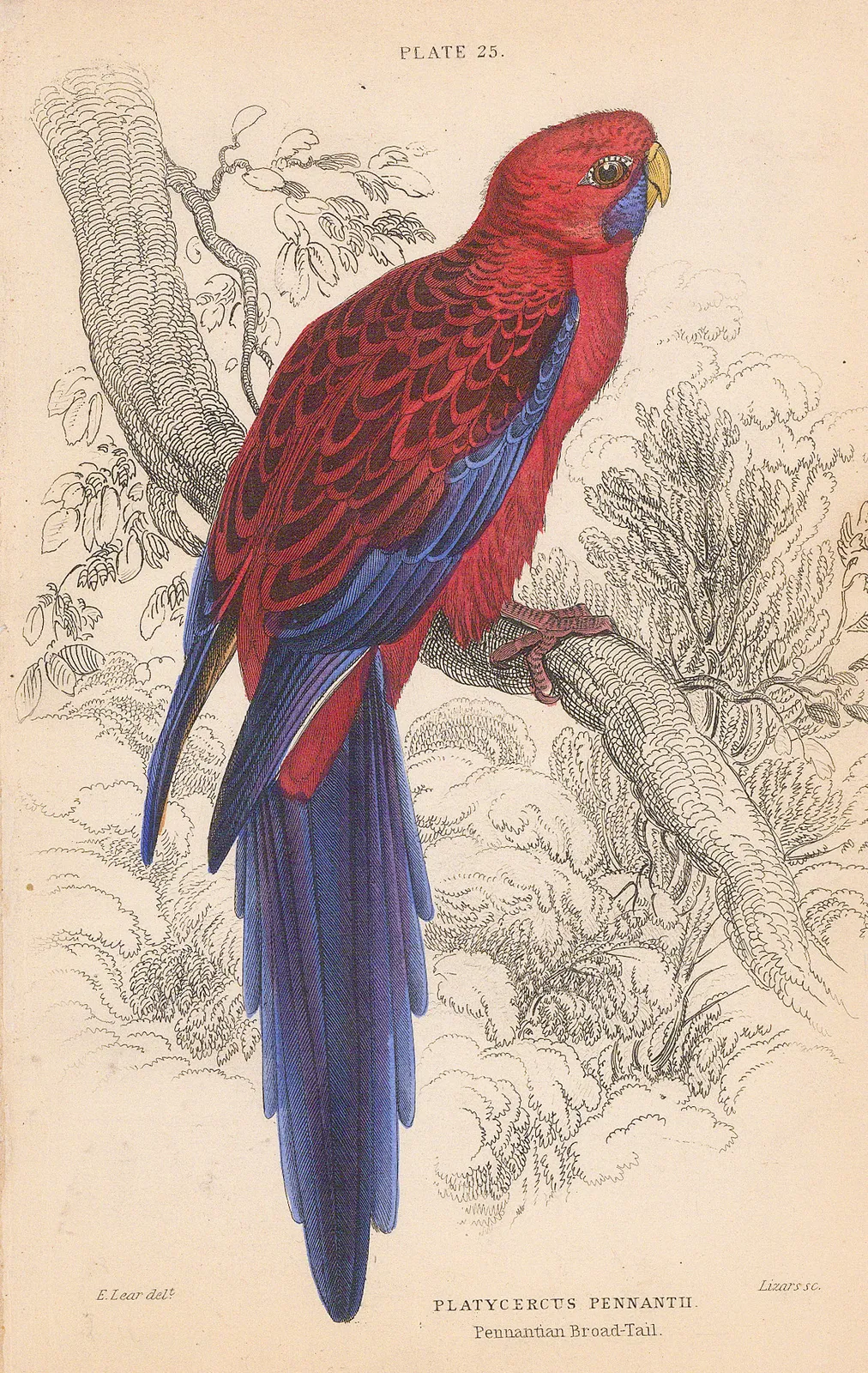Sir William Jardine, Parrot - Crimson rosella, 1836
