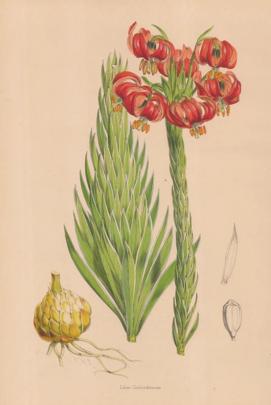 Walter Hood Fitch, Lily, 1880 c.