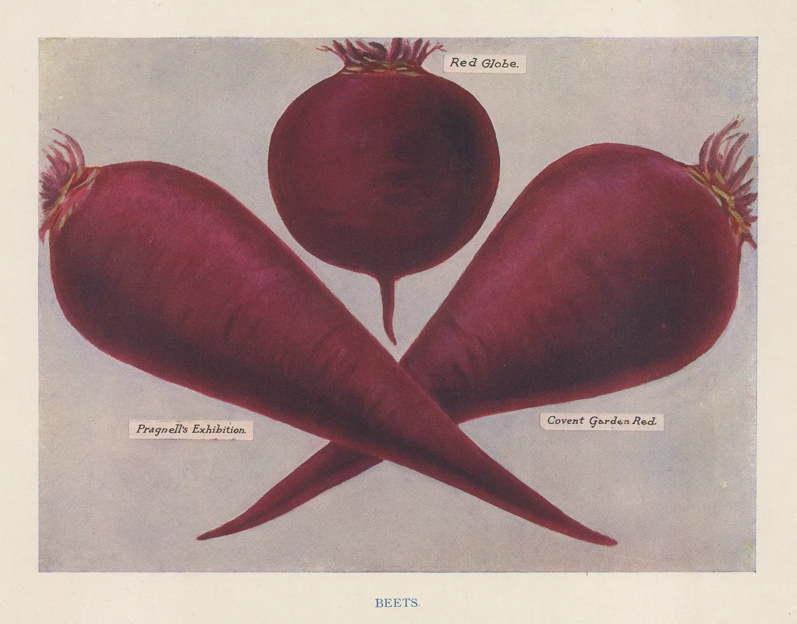 John Wright, Vegetables - Beetroot, 1890