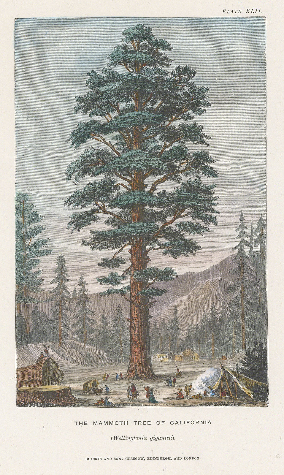 William Rhind, Giant Redwood, 1862
