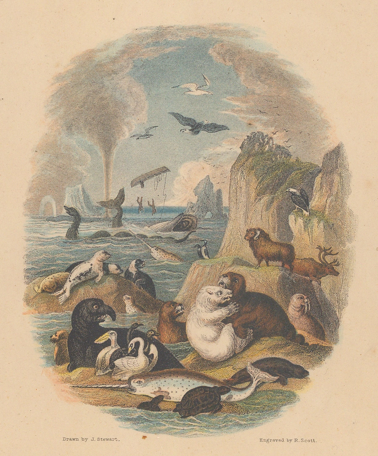 Oliver Goldsmith, Animals, 1876