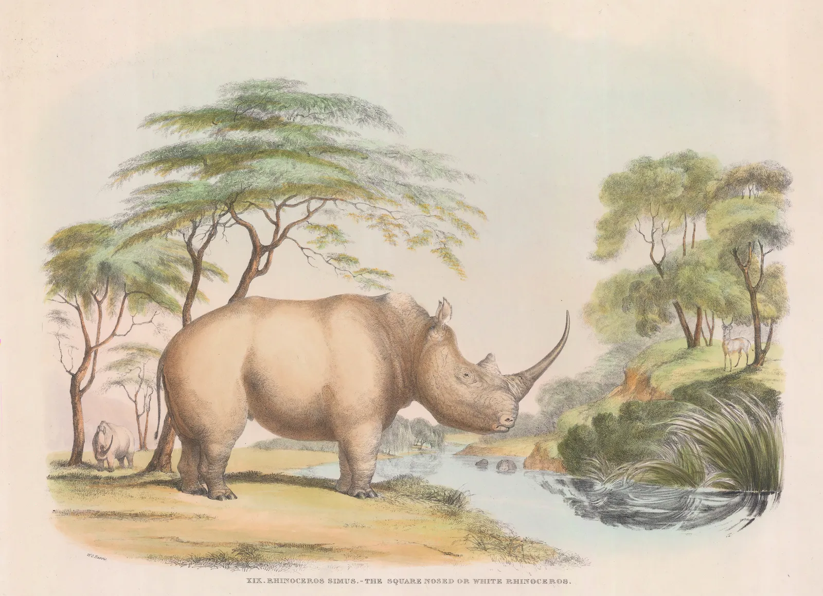 William Cornwallis Harris, Rhinoceros - White Rhinoceros, 1840