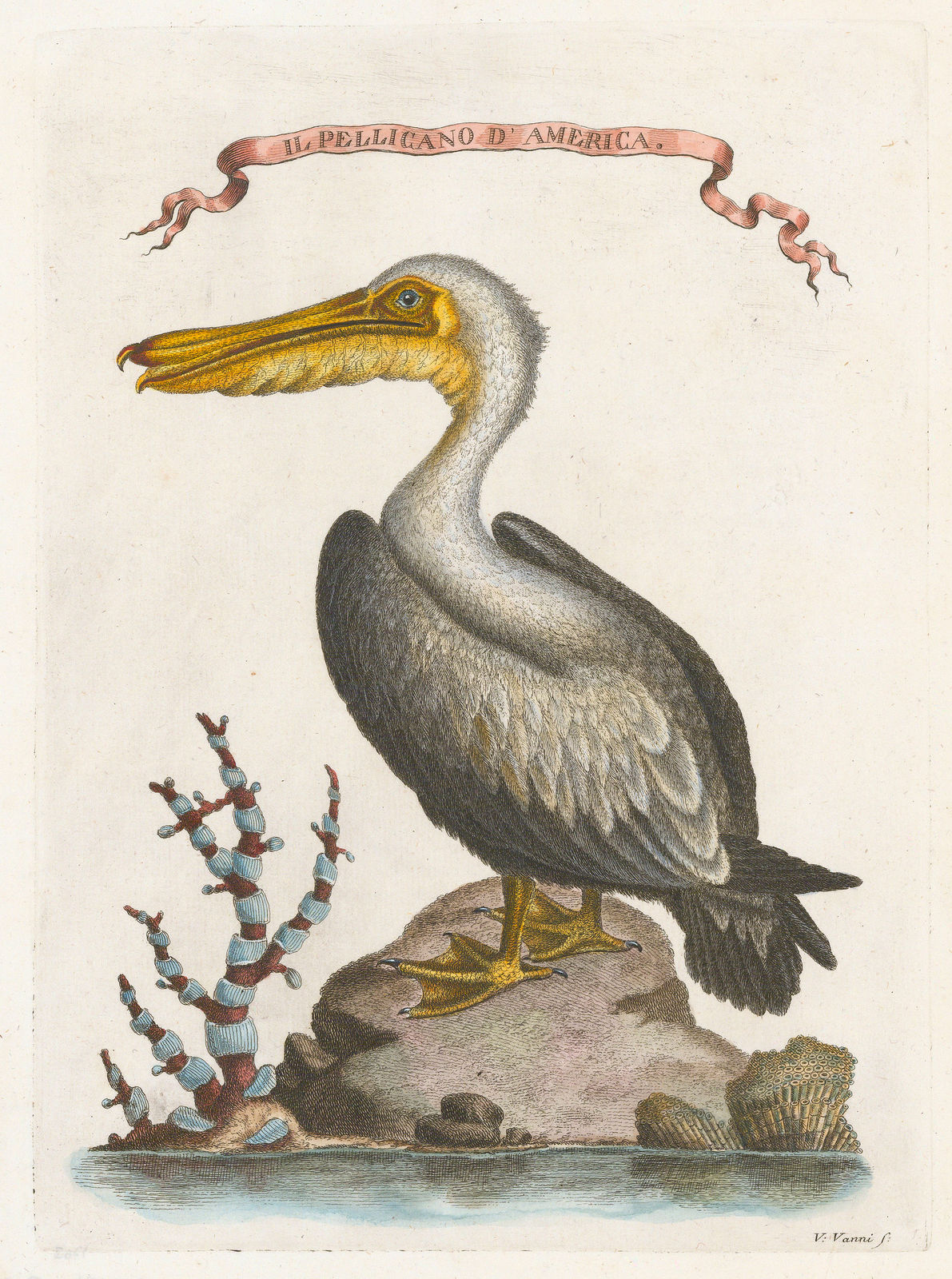 Marco Coltellini, Toco Toucan, 1763