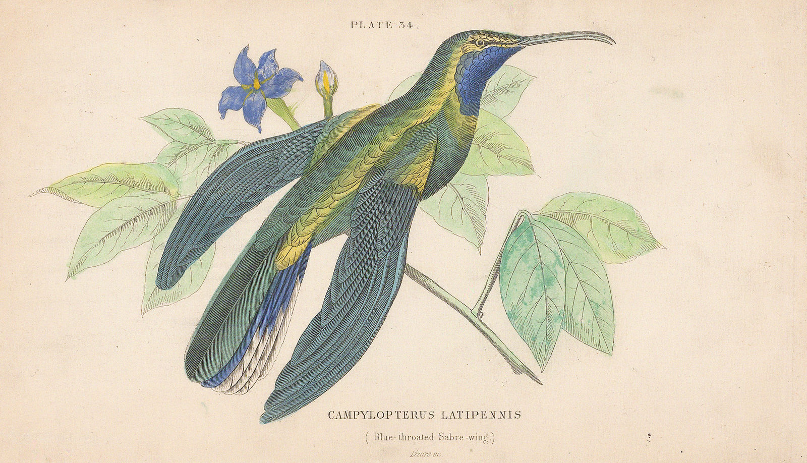Sir William Jardine, Hummingbird - Blue-throated Sabre-wing, 1833