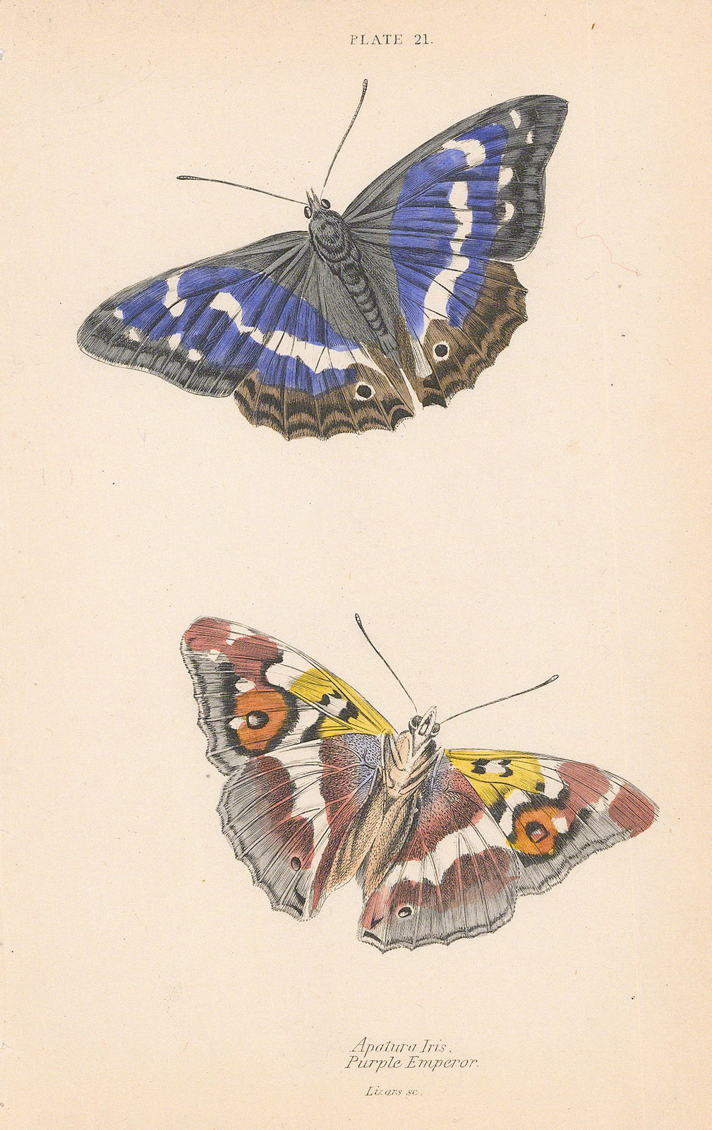 Sir William Jardine, Butterflies - Purple Emperor, 1843