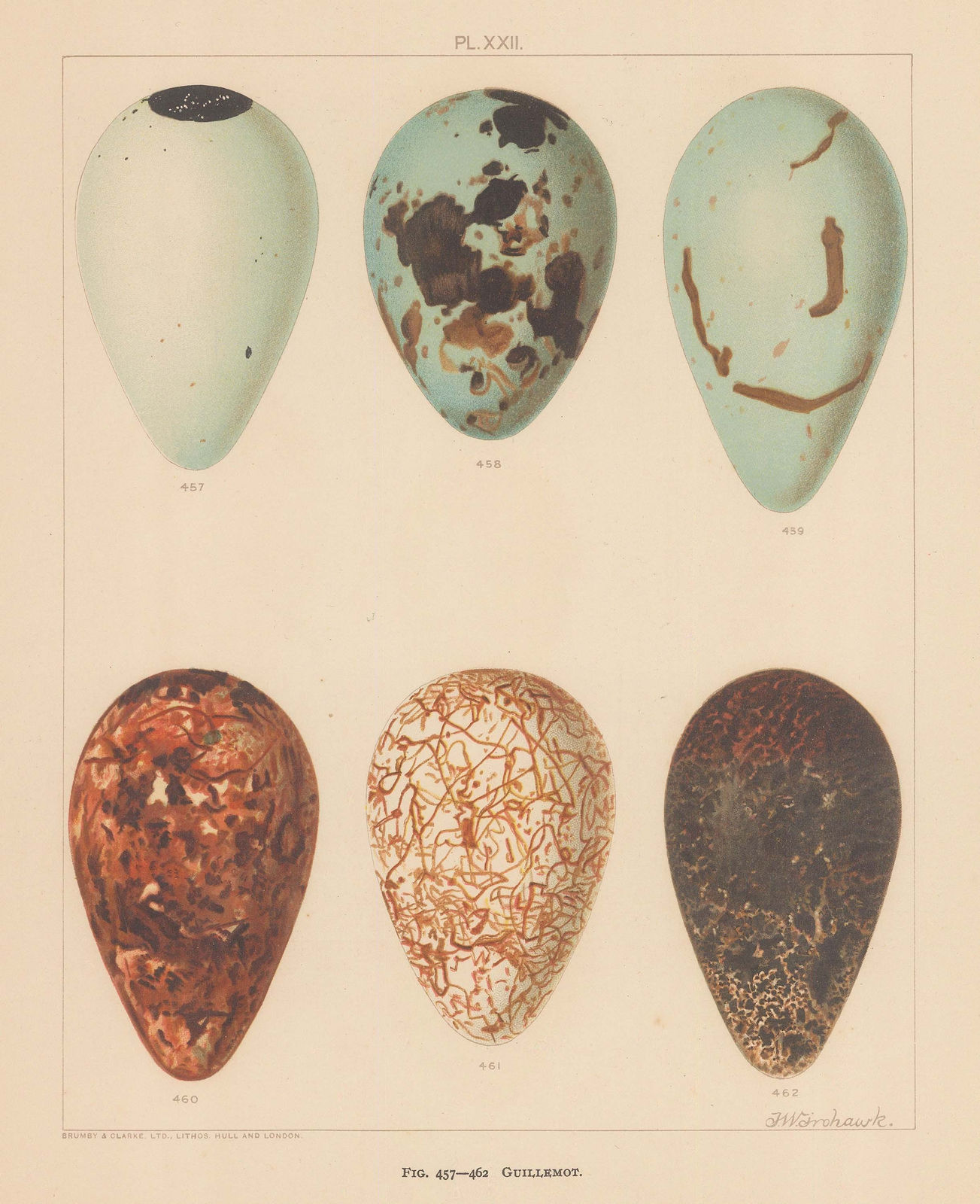 Frederick W. Frowhawk, Eggs, 1896