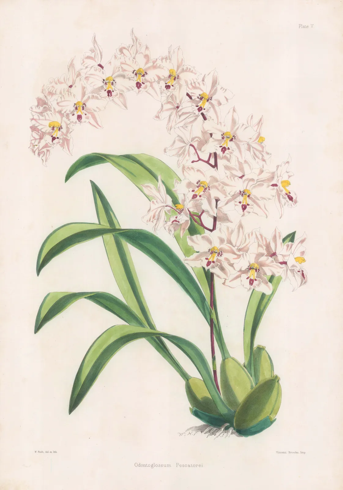Walter Hood Fitch, Orchid, 1884