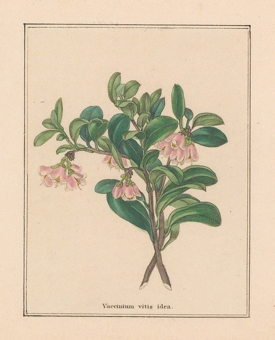 Benjamin Maund, Lingonberry, 1832 c