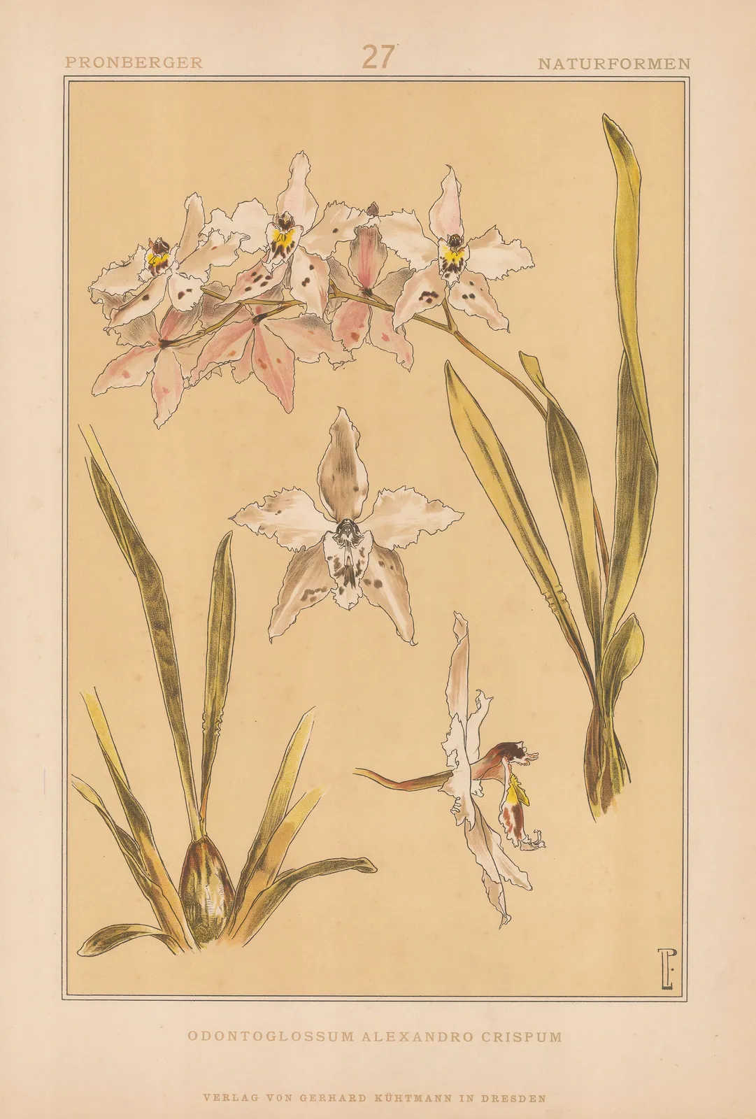 Ludwig Pronberger, Orchid, 1890 c.