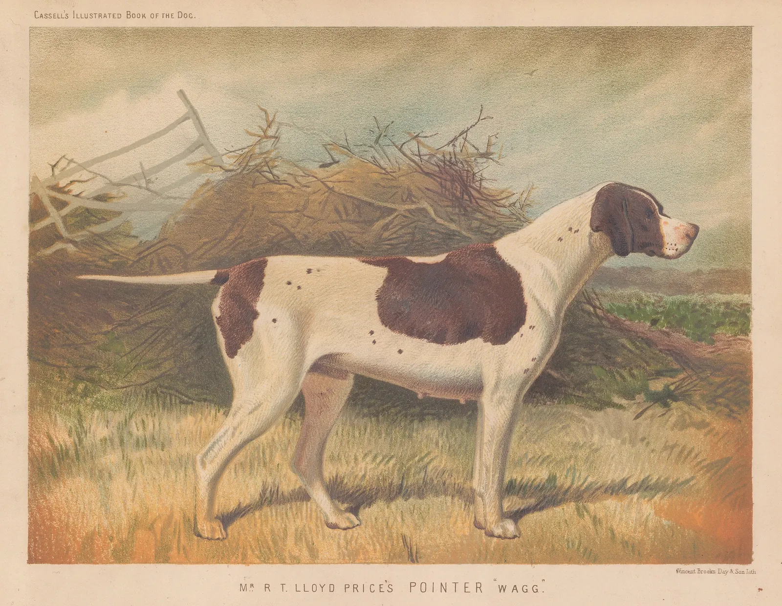 Cassell & Co., Shooting - English Pointer, 1890 c.