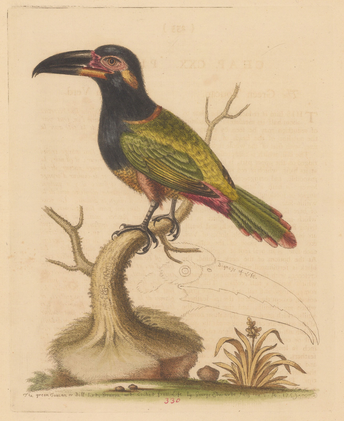 George Edwards, Toucan - Green billed Toucan, 1764