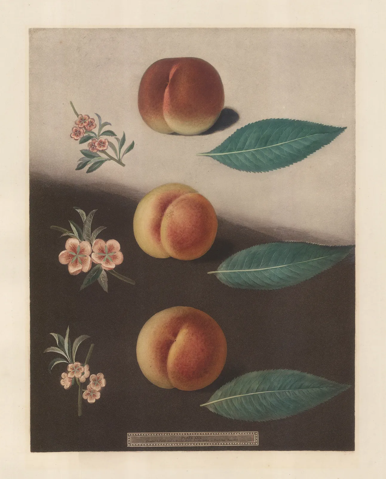 George Brookshaw, Peach - Varieties, 1812