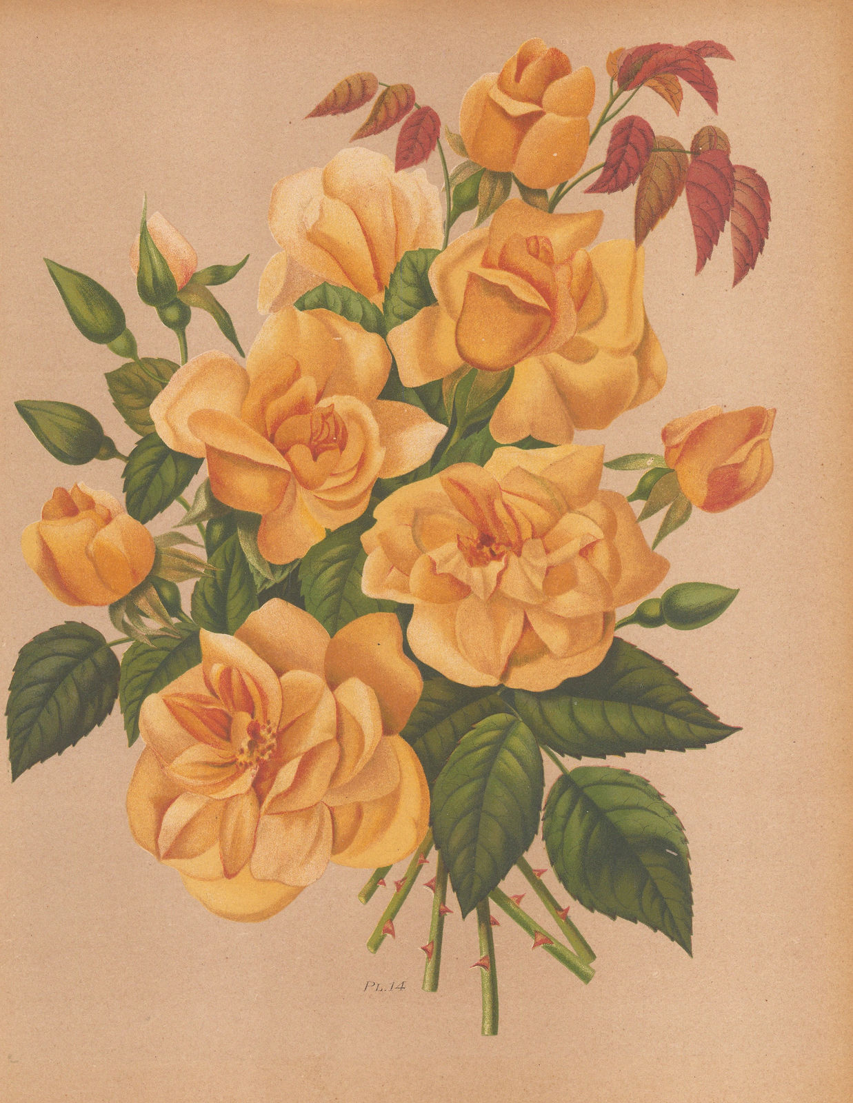 Harriot, Rose, 1904