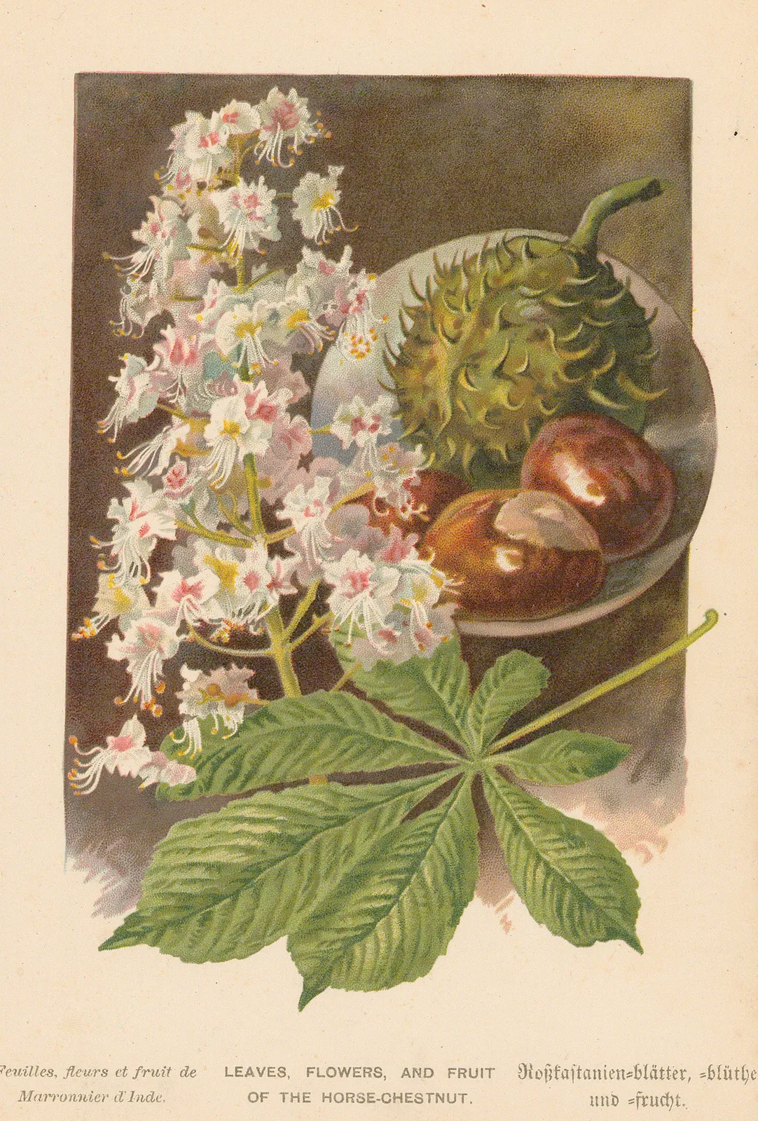 George Boulger, Horse-chestnut, 1875