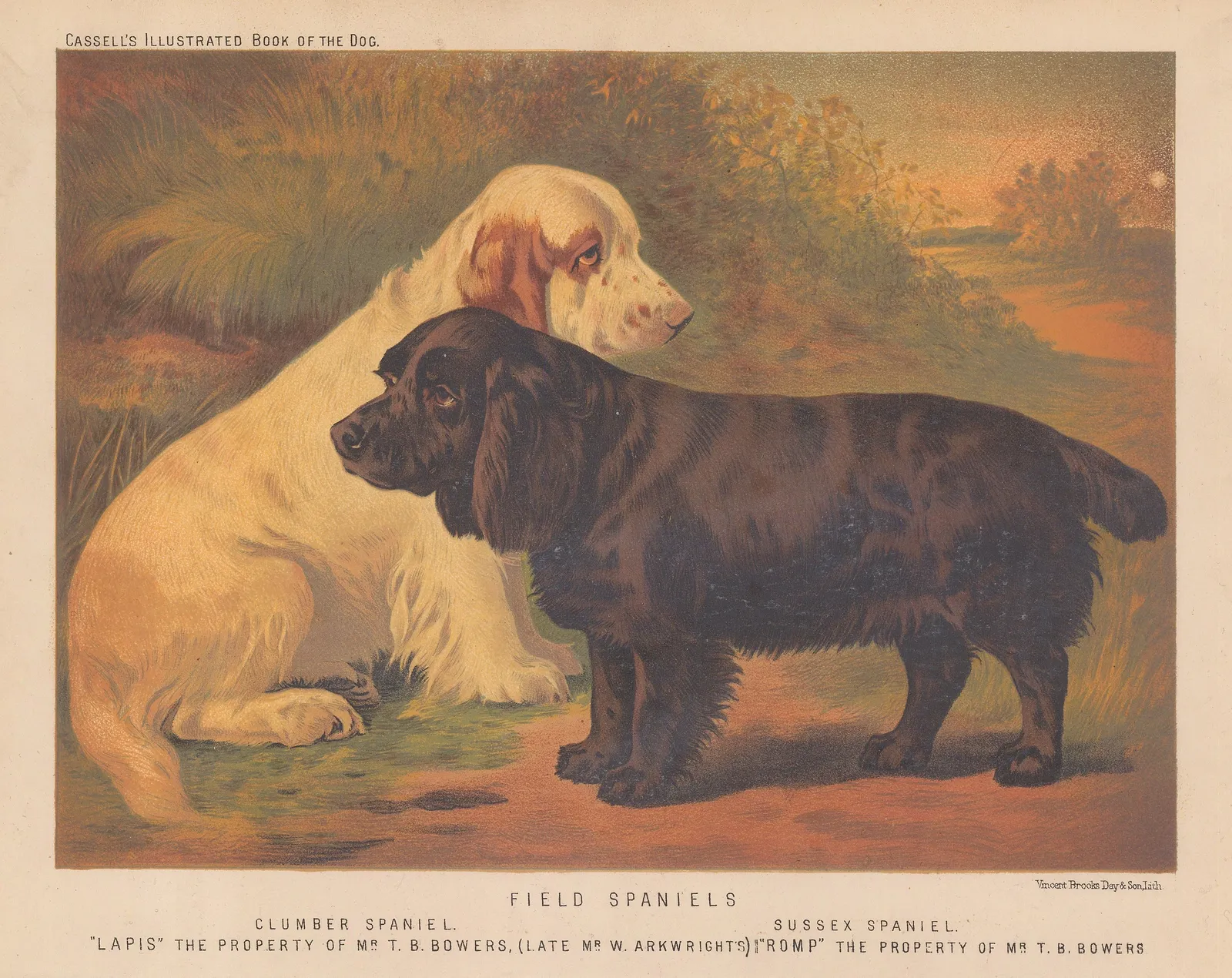 Cassell & Co., Shooting - Field Spaniels, 1890 c.