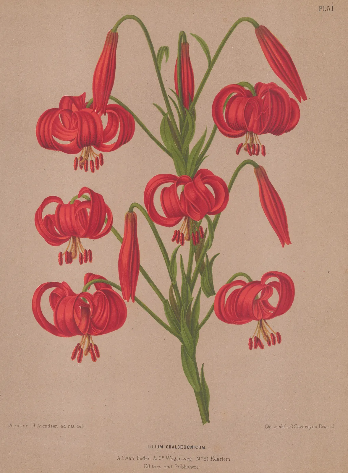 A.C. Van Eeden, Lily, 1872 c.