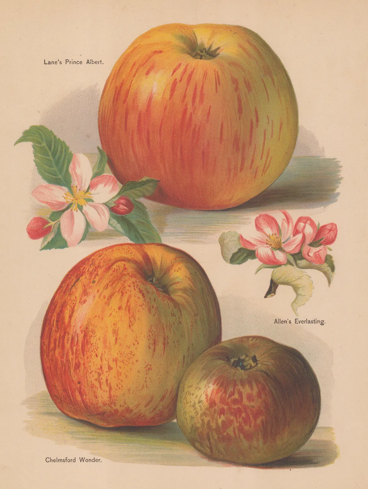 John Wright, Apples, 1891