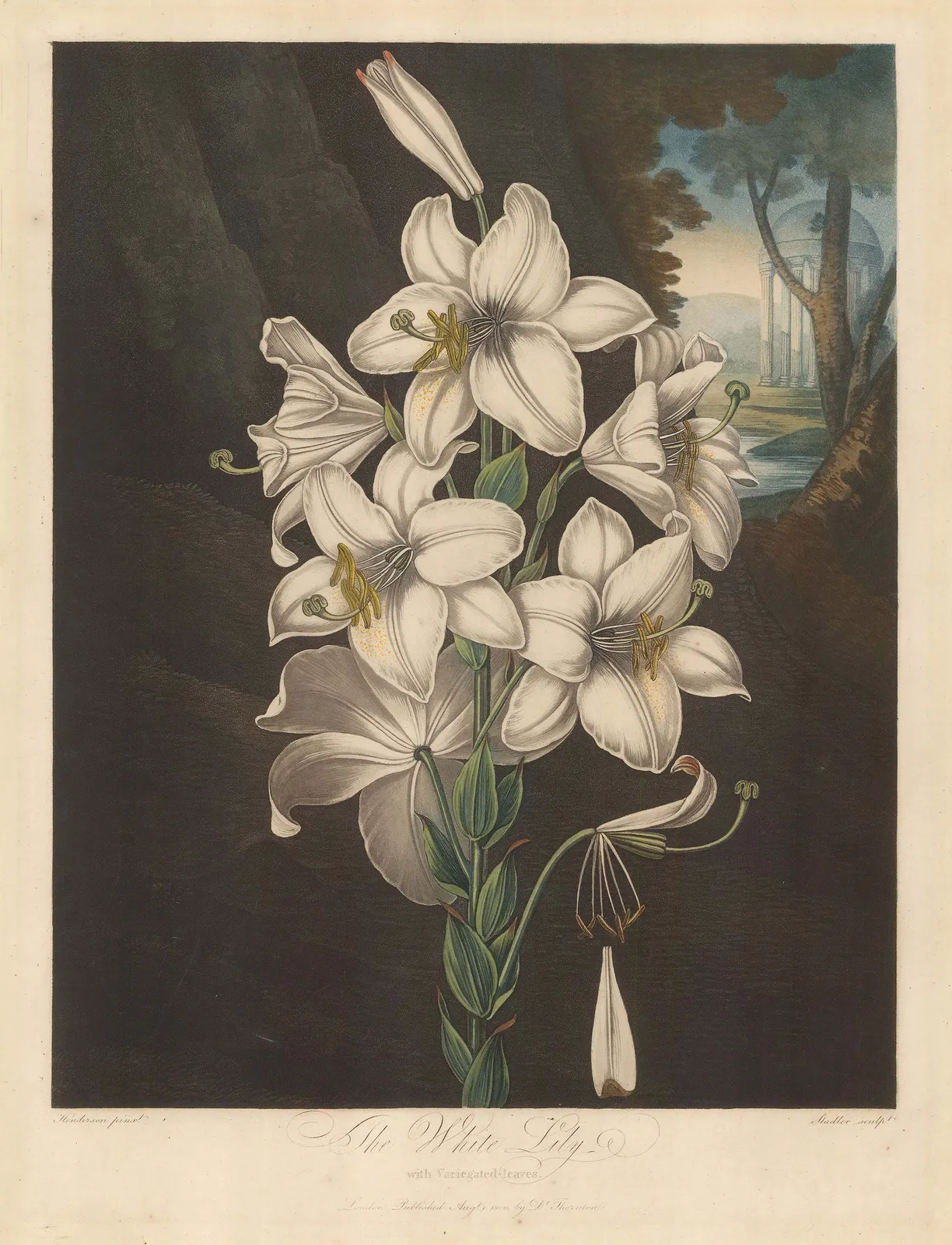 Dr. Robert Thornton, Lily - White Lily, 1800