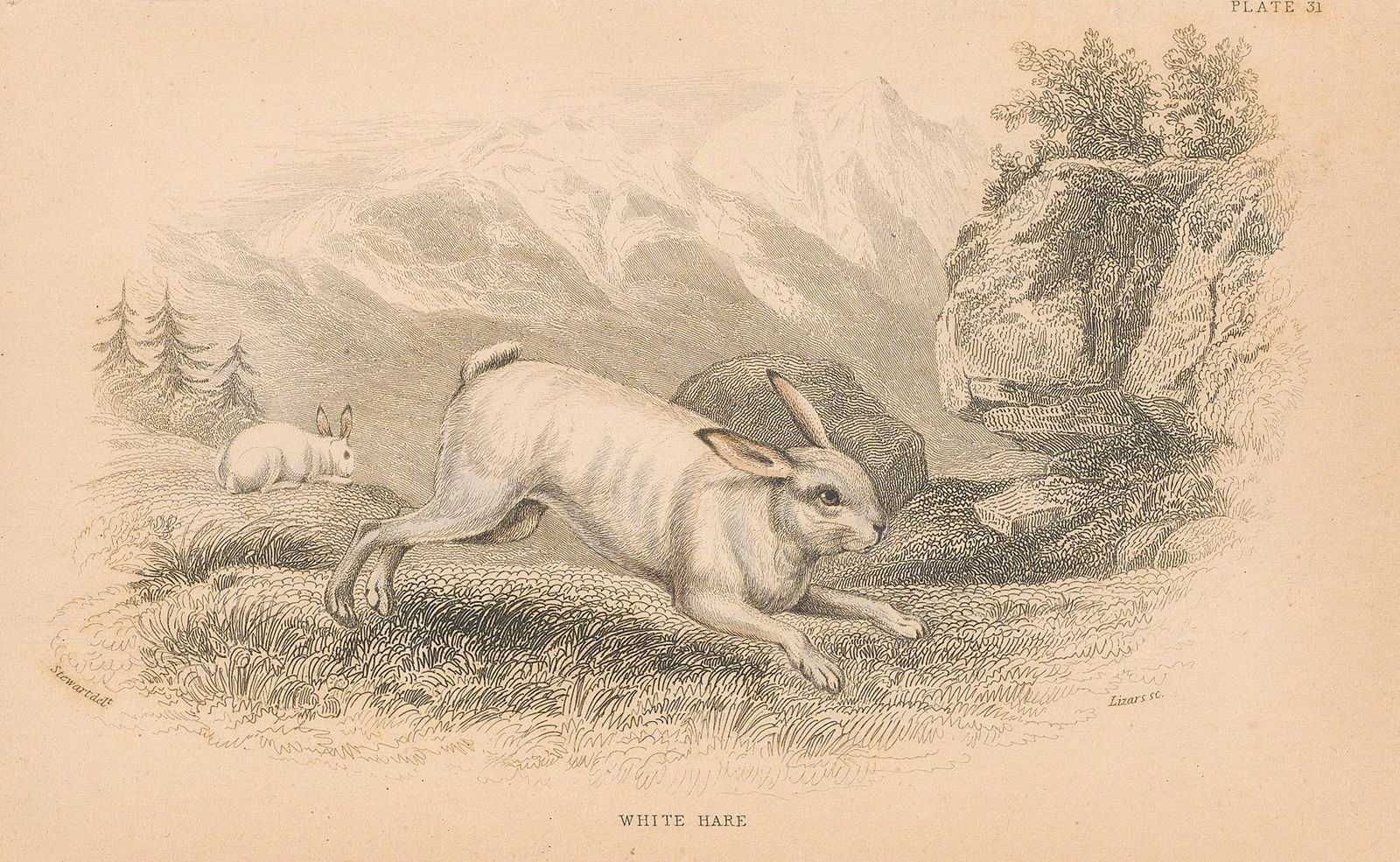 Sir William Jardine, DUP of NATHISp9245 Hare - White hare, 1838