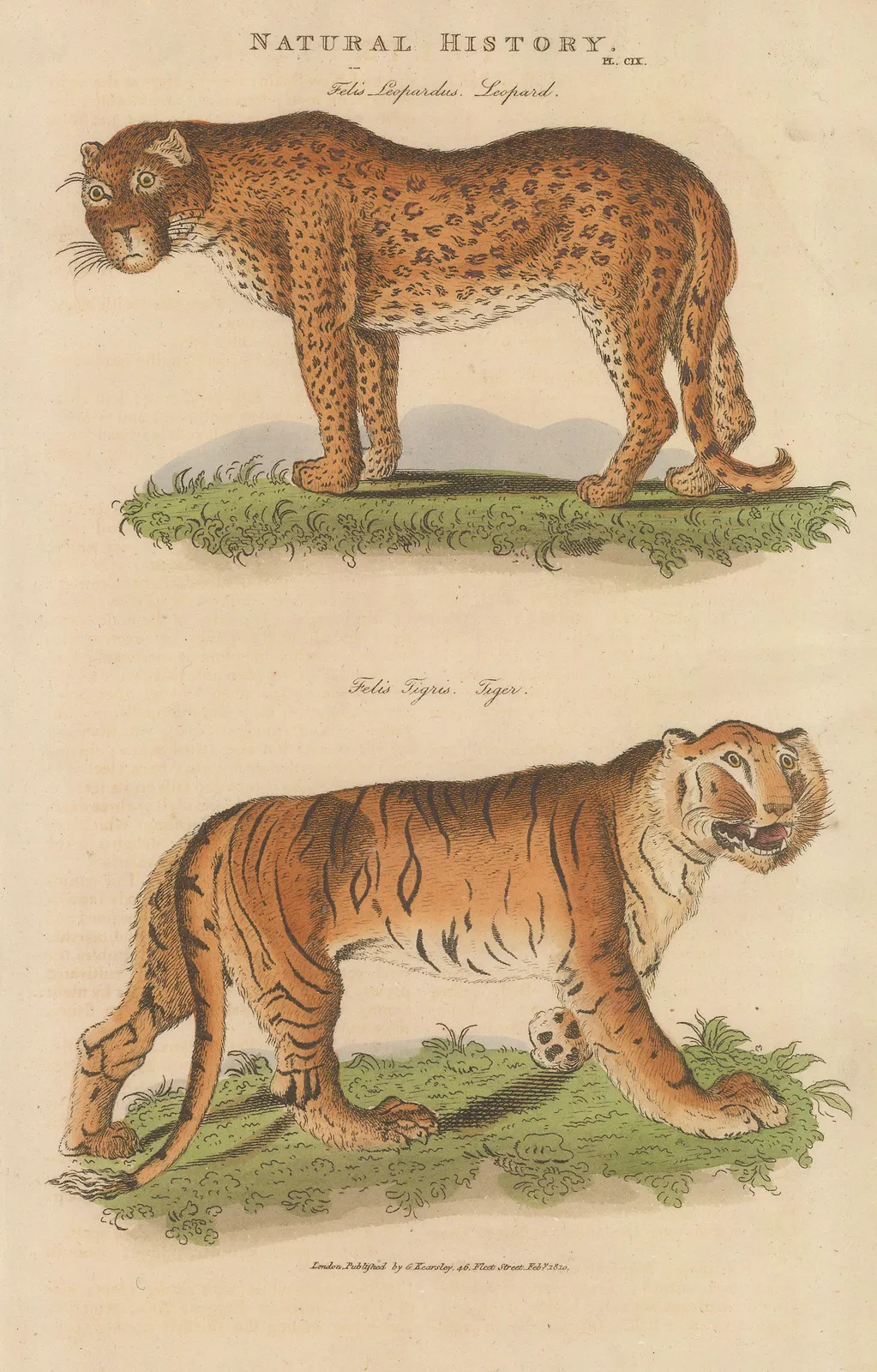 John Good, Leopard and Tiger, 1813