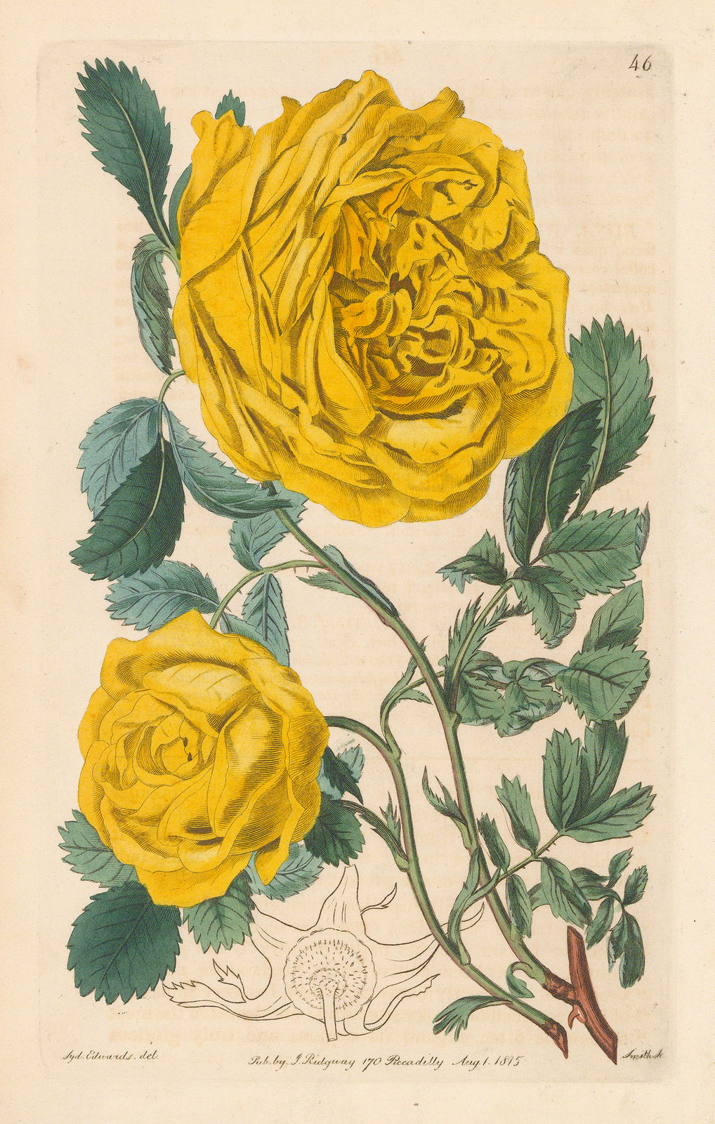 Botanical Register, Rose - Sulphur rose, 1815