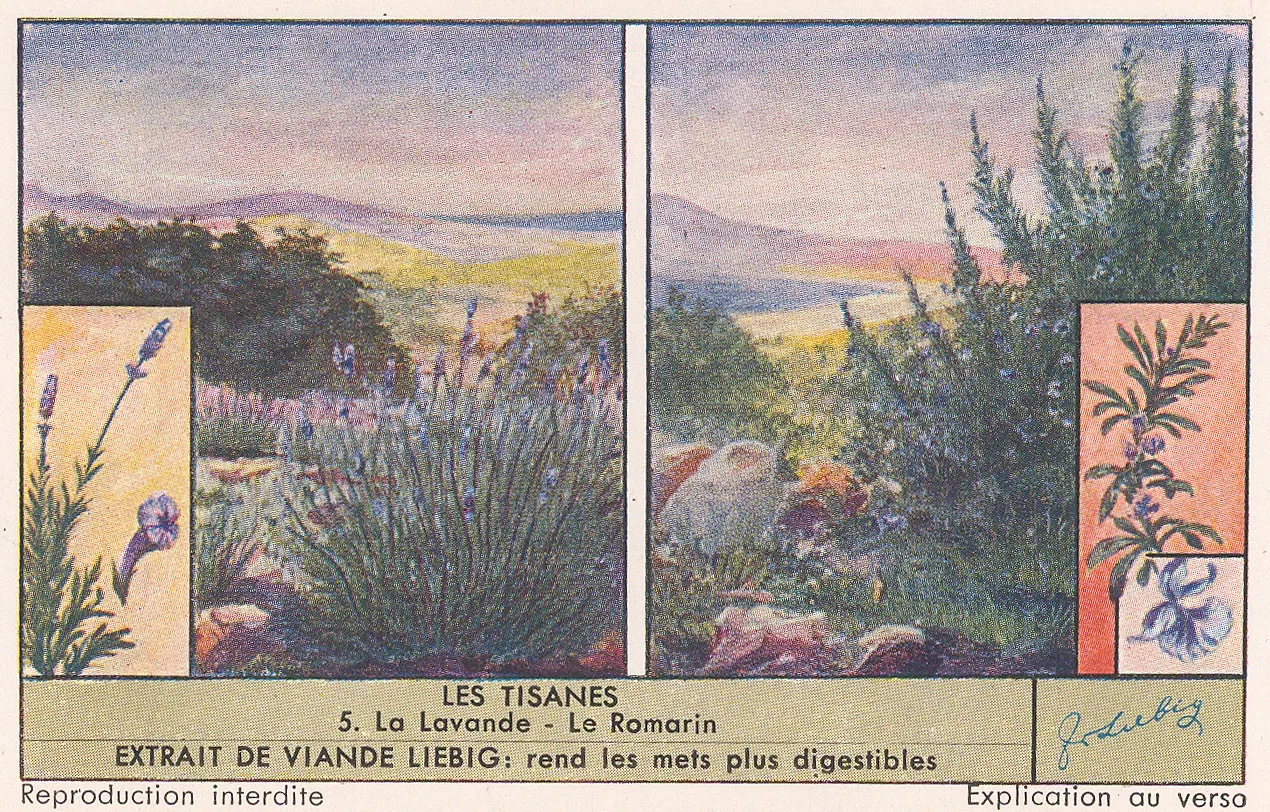 Liebig's Extract, Tea - Herbal Tea, 1920 c.