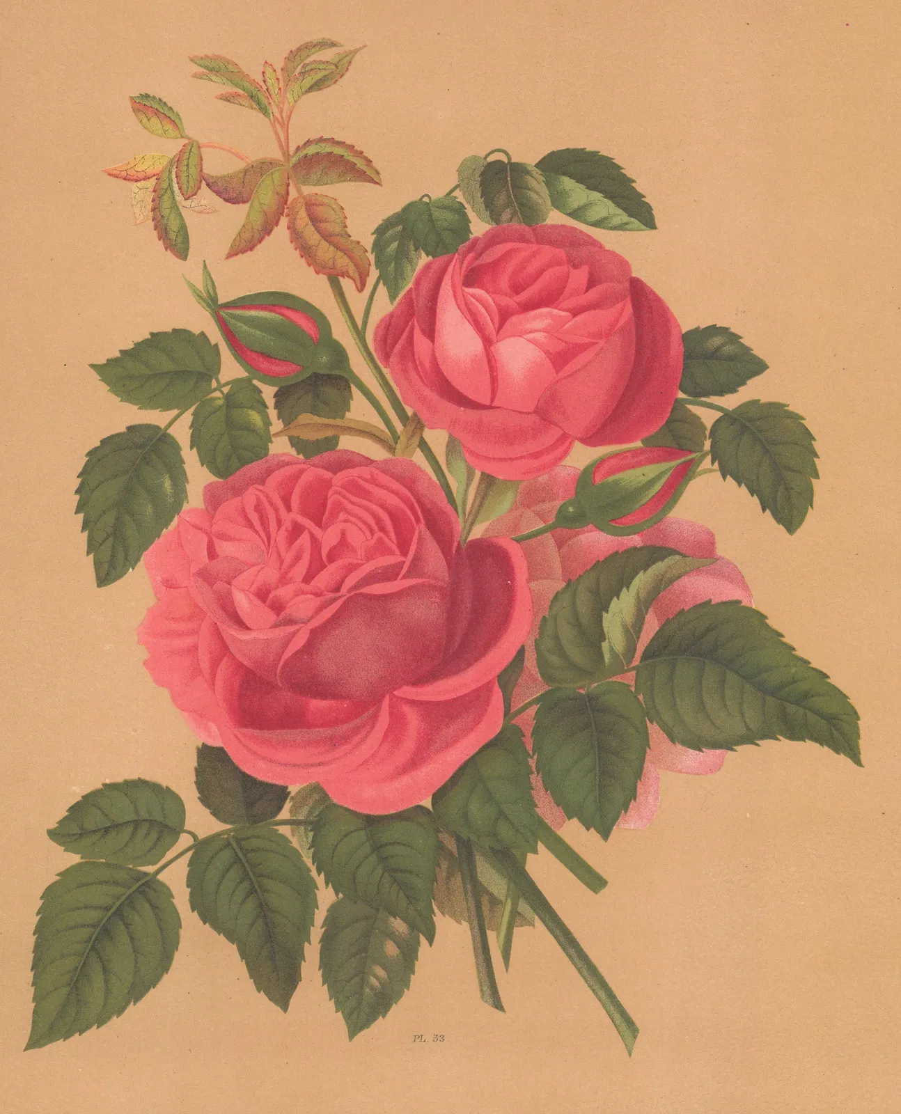 Harriot, Rose, 1904