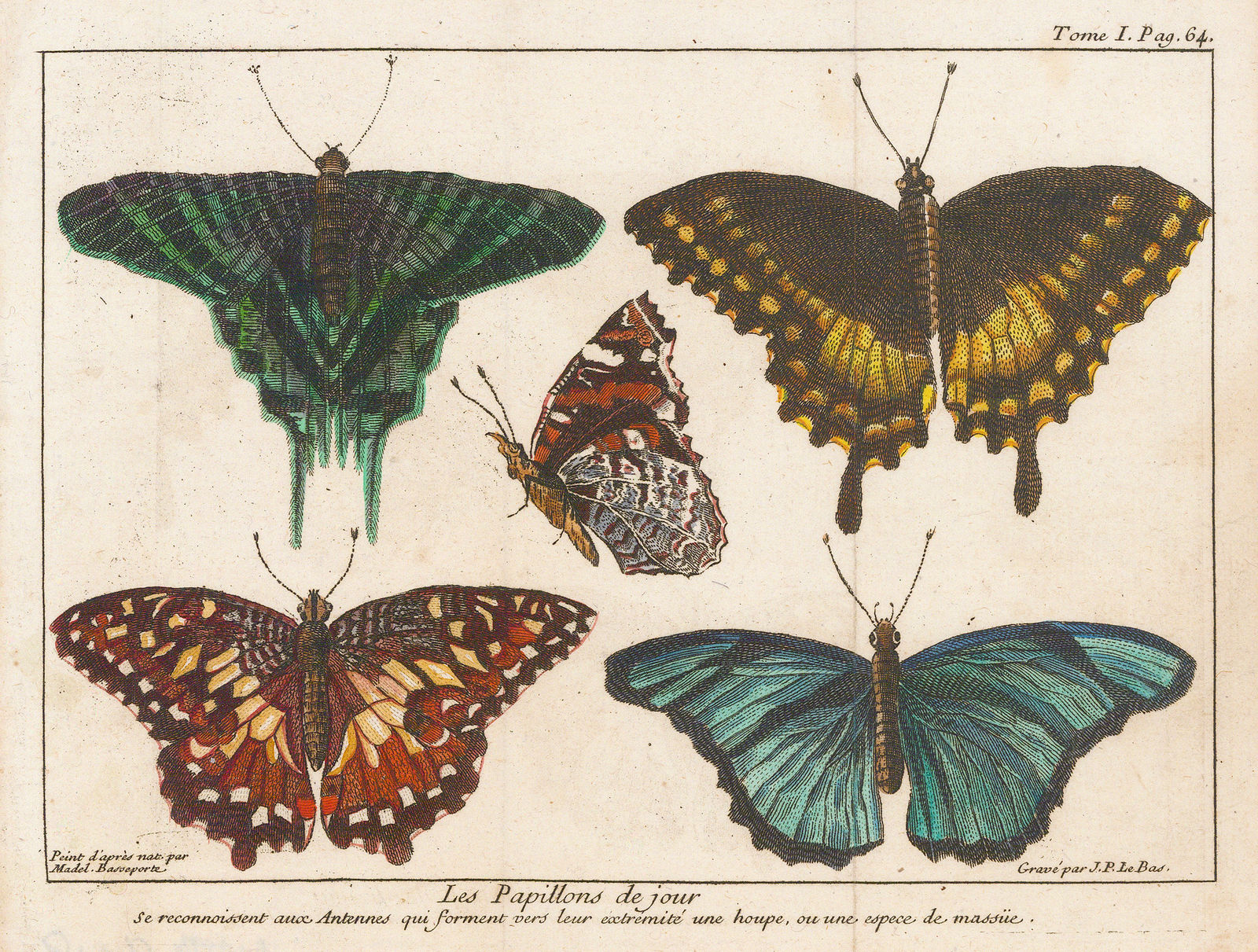 Madeleine Basseporte, Butterflies, 1750 c.