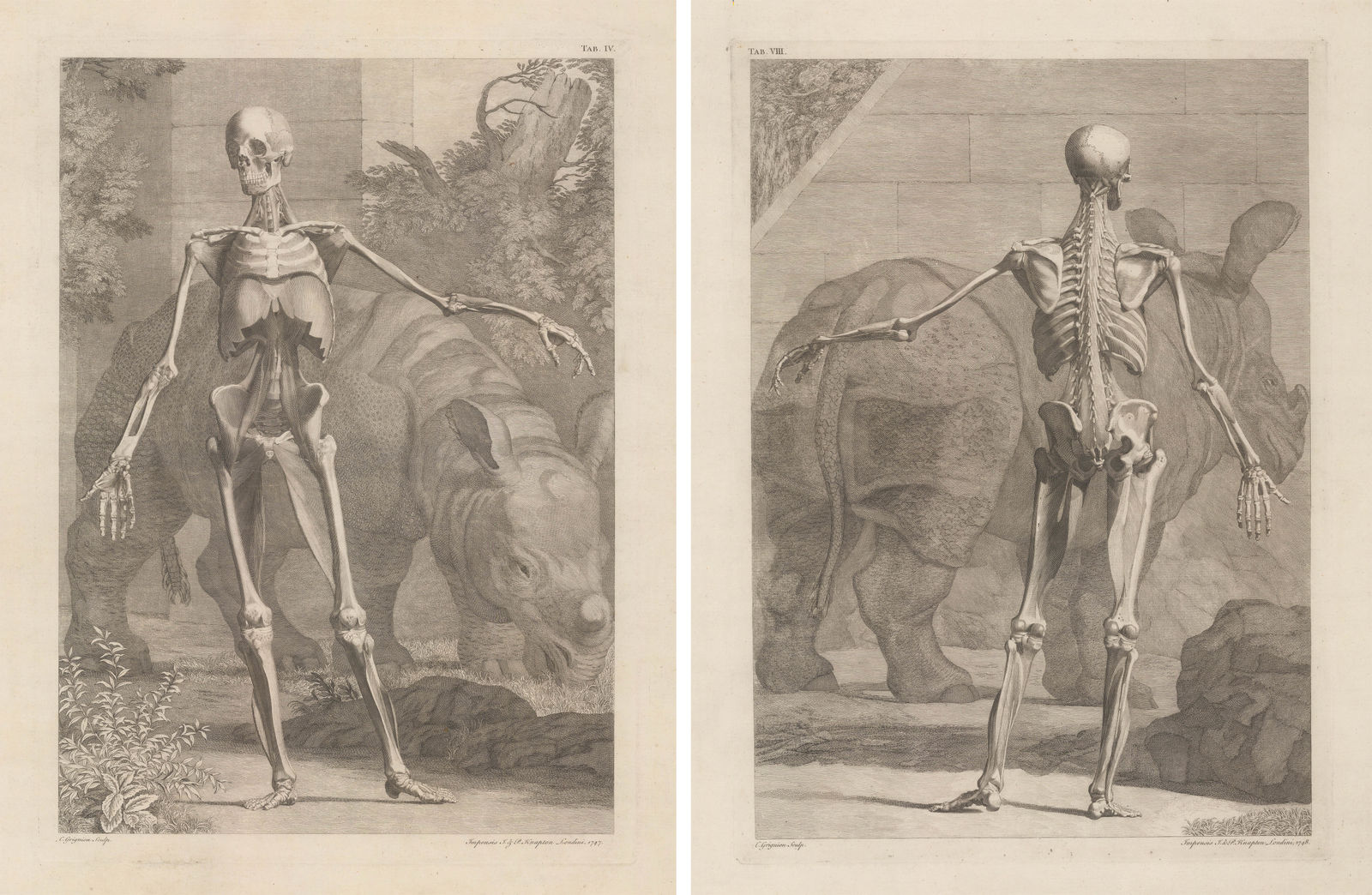 Bernard Siegfried Albinus, Anatomy - Pair, Skeleton and Rhinoceros , 1749