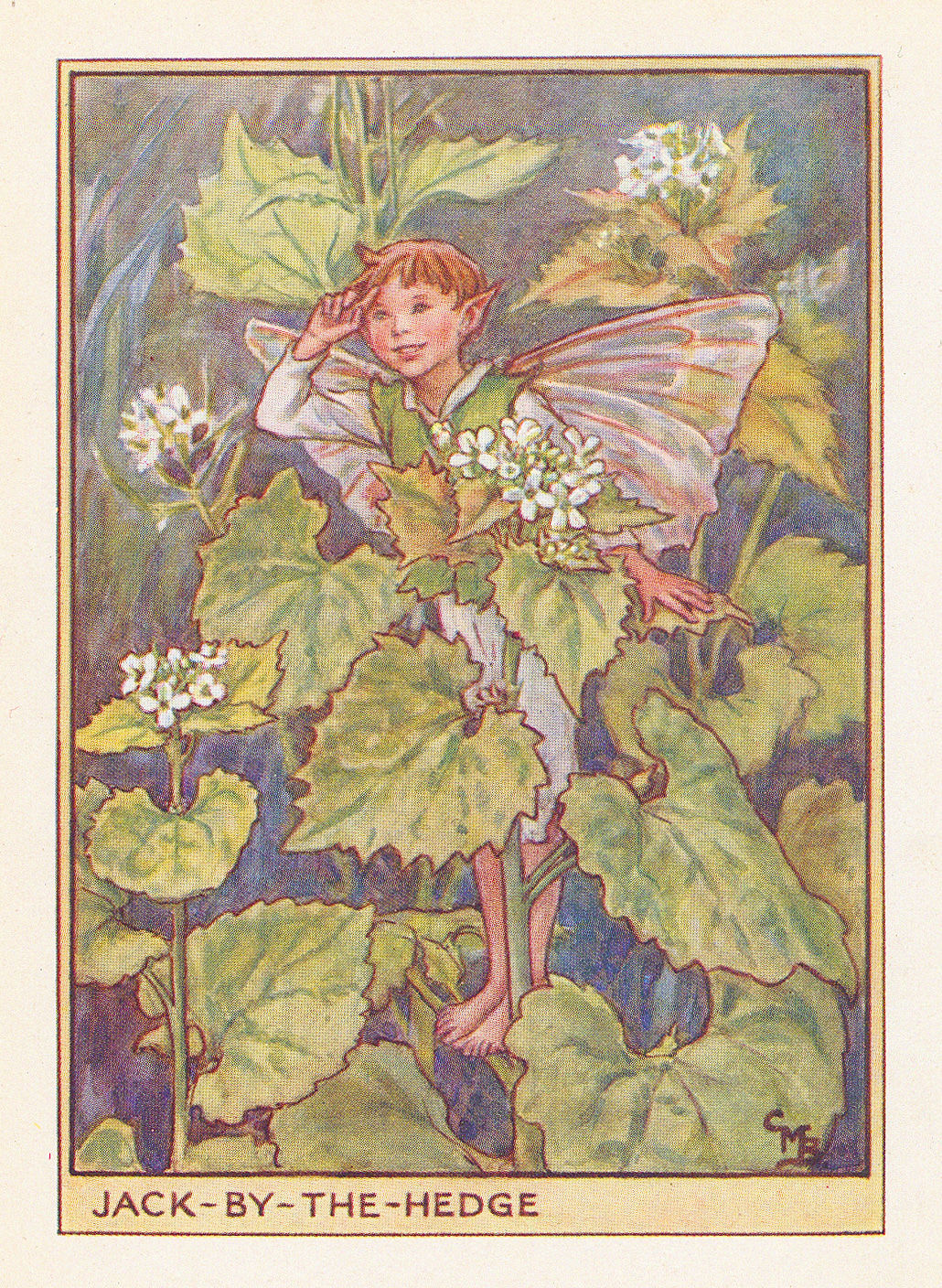 Cicely Mary Barker, Fairies - Jack-by-the-Hedge Fairy, 1948
