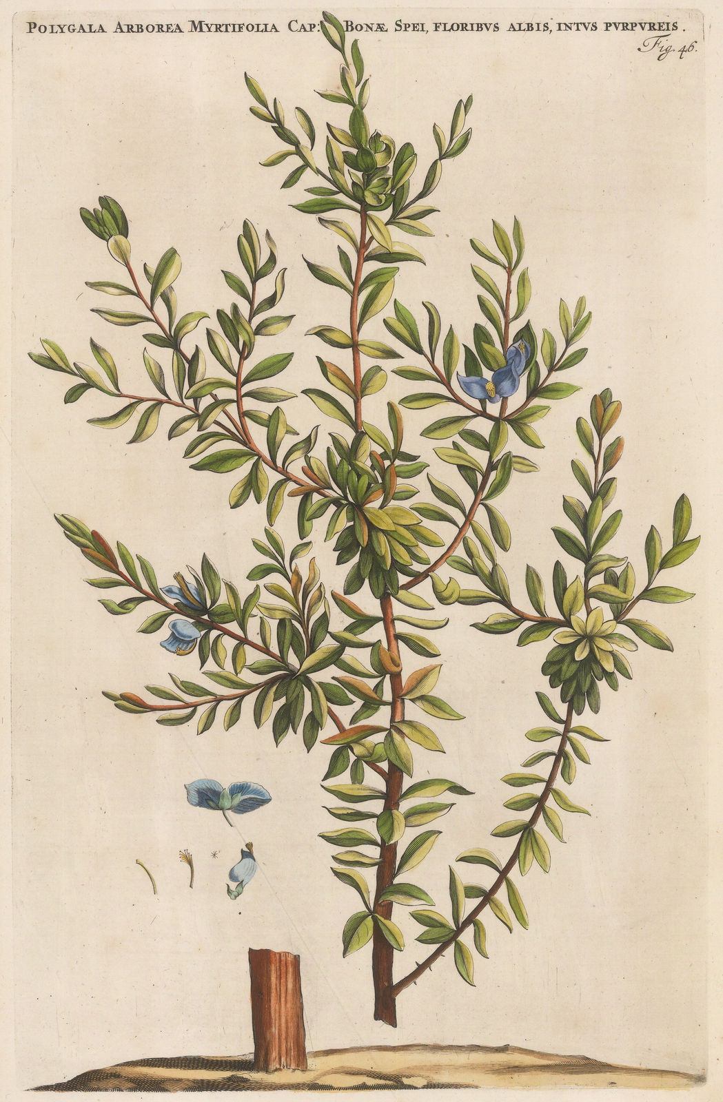 Jan and Caspar Commelin, Sweet Pea Bush, 1697