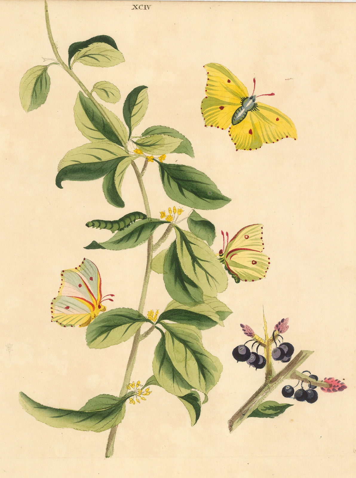 Benjamin Wilkes, Butterflies - Brimstone Butterfly, 1773